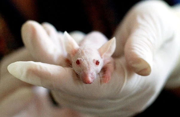 Clonage de souris