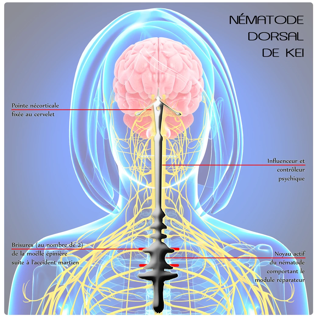 Nématode dorsal de Kei Arcadia